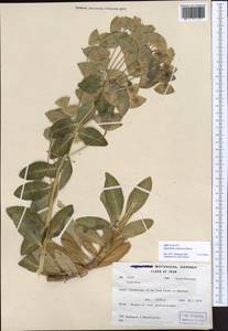 Euphorbia erubescens Boiss., Зарубежная Азия (ASIA) (Иран)