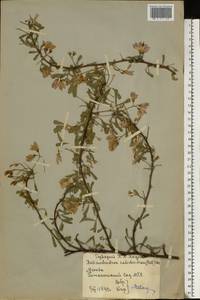 Caragana halodendron (Pall.) Dum.Cours., Восточная Европа, Московская область и Москва (E4a) (Россия)