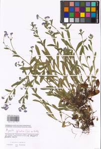 Незабудка лесная Ehrh. ex Hoffm., Восточная Европа, Московская область и Москва (E4a) (Россия)