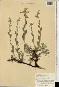 Оносма шелковистая Willd., Кавказ, Грузия (K4) (Грузия)
