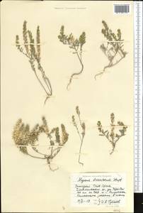 Бурачок туркестанский Regel & Schmalh. ex Regel, Средняя Азия и Казахстан, Западный Тянь-Шань и Каратау (M3) (Киргизия)