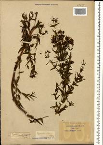 Зверобой изящный Steph. ex Willd., Кавказ, Краснодарский край и Адыгея (K1a) (Россия)