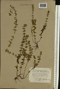 Пахучка полевая, Щебрушка полевая (L.) Kuntze, Восточная Европа, Северо-Западный район (E2) (Россия)