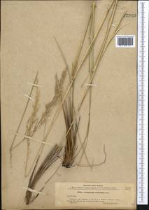 Neotrinia splendens (Trin.) M.Nobis, P.D.Gudkova & A.Nowak, Средняя Азия и Казахстан, Муюнкумы, Прибалхашье и Бетпак-Дала (M9) (Казахстан)