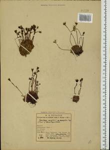 Камнеломка дернистая L., Восточная Европа, Северный район (E1) (Россия)