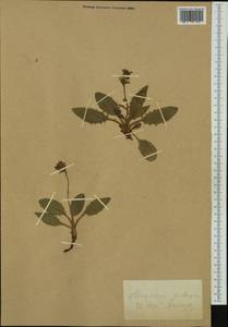 Hieracium pictum Schleich. ex Pers., Западная Европа (EUR) (Швейцария)