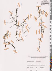 Штукения нитевидная, Рдест нитевидный (Pers.) Börner, Сибирь, Чукотка и Камчатка (S7) (Россия)