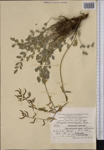 Astragalus ackerbergensis Freyn, Средняя Азия и Казахстан, Копетдаг, Бадхыз, Малый и Большой Балхан (M1) (Туркмения)