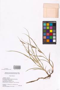 Осока мохнатая, Осока коротковолосистая L., Восточная Европа, Центральный район (E4) (Россия)