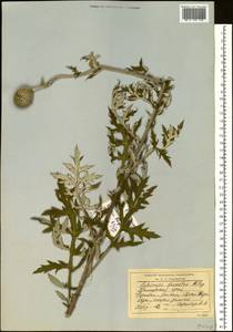 Мордовник рассеченный Kitag., Сибирь, Дальний Восток (S6) (Россия)