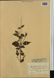 Achyranthes sicula (L.) All., Западная Европа (EUR) (Неизвестно)