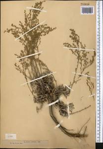 Полынь прутьевидная (Ledeb.) Poljakov, Средняя Азия и Казахстан, Муюнкумы, Прибалхашье и Бетпак-Дала (M9) (Казахстан)