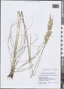 Вейник лапландский (Wahlenb.) Hartm., Сибирь, Прибайкалье и Забайкалье (S4) (Россия)