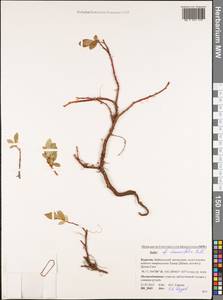 Ива жестеролистная Pall., Сибирь, Прибайкалье и Забайкалье (S4) (Россия)