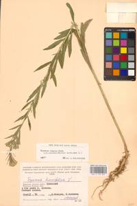 Желтушник душистый Ehrh., Восточная Европа, Западный район (E3) (Россия)