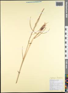 Thinopyrum bessarabicum (Savul. & Rayss) Á.Löve, Кавказ, Краснодарский край и Адыгея (K1a) (Россия)