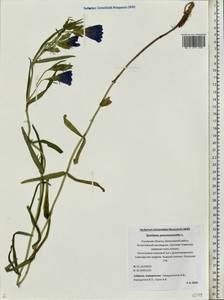 Горечавка легочная L., Восточная Европа, Северо-Западный район (E2) (Россия)