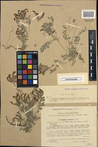 Astragalus ferganensis (M. Pop.) B.A. Fedtschenko, Средняя Азия и Казахстан, Западный Тянь-Шань и Каратау (M3) (Узбекистан)