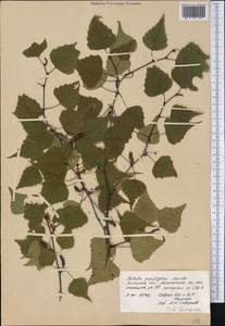 Betula populifolia Marshall, Ботанические сады и дендрарии (GARD) (Россия)