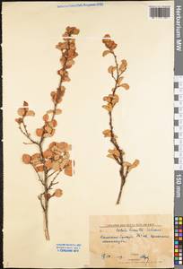 Береза приземистая Schrank, Восточная Европа, Северный район (E1) (Россия)