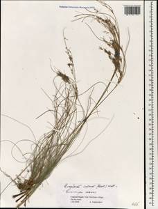 Erioscirpus comosus (Wall.) Palla, Зарубежная Азия (ASIA) (Непал)