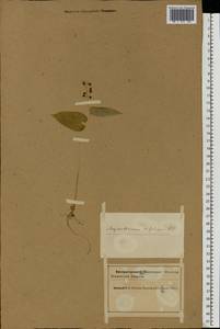 Майник двулистный (L.) F.W.Schmidt, Восточная Европа, Северный район (E1) (Россия)