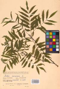 Рябина обыкновенная L., Восточная Европа, Западный район (E3) (Россия)