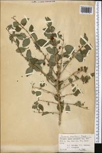 Жимолость Королькова Stapf, Средняя Азия и Казахстан, Памир и Памиро-Алай (M2) (Киргизия)