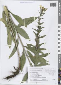 Oenothera ×rubricaulis Kleb., Восточная Европа, Центральный район (E4) (Россия)