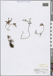 Очиток испанский L., Кавказ, Краснодарский край и Адыгея (K1a) (Россия)