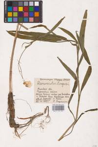 Лютик длиннолистный L., Восточная Европа, Белоруссия (E3a) (Белоруссия)