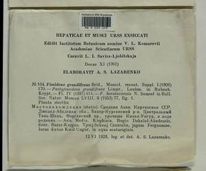 Fissidens grandifrons Brid., Гербарий мохообразных, Мхи - Средняя Азия и Казахстан (B16) (Киргизия)