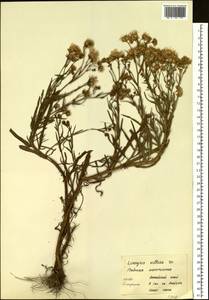 Солонечник мохнатый, Грудница мохнатая (L.) Rchb. fil., Сибирь, Алтай и Саяны (S2) (Россия)