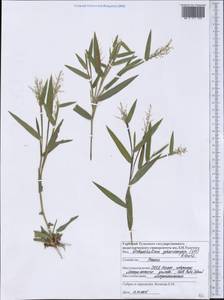 Panicum sphaerocarpon Elliott, Америка (AMER) (США)