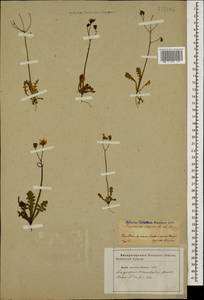 Crepis sancta subsp. sancta, Кавказ, Азербайджан (K6) (Азербайджан)