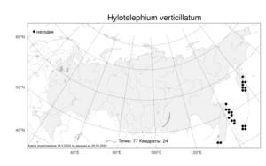 Hylotelephium verticillatum, Очитник мутовчатый (L.) H. Ohba, Атлас флоры России (FLORUS) (Россия)