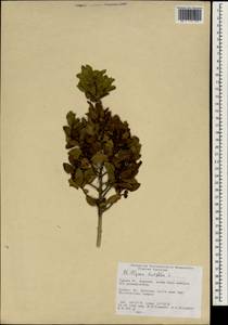 Phillyrea latifolia L., Зарубежная Азия (ASIA) (Турция)