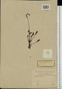 Drosera ×anglica Huds., Восточная Европа, Центральный район (E4) (Россия)
