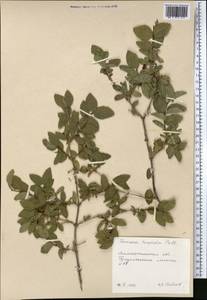 Жимолость щетинистая Pall. ex Schult., Средняя Азия и Казахстан, Северный и Центральный Тянь-Шань (M4) (Казахстан)