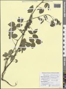 Битуминария смолистая (L.) C.H.Stirt., Кавказ, Черноморское побережье (от Новороссийска до Адлера) (K3) (Россия)