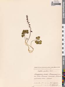 Хохлатка Городкова Karav., Сибирь, Чукотка и Камчатка (S7) (Россия)