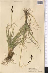 Carex nivalis Boott, Средняя Азия и Казахстан, Памир и Памиро-Алай (M2) (Таджикистан)