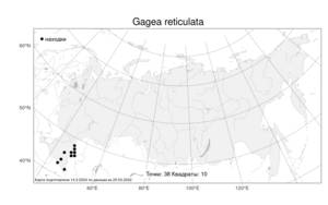 Gagea reticulata, Гусиный лук сетчатый (Pall.) Schult. & Schult.f., Атлас флоры России (FLORUS) (Россия)