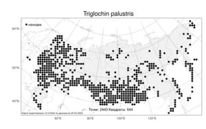 Triglochin palustris, Триостренник болотный L., Атлас флоры России (FLORUS) (Россия)
