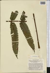 Cyathea choricarpa (Maxon) Domin, Америка (AMER) (Колумбия)