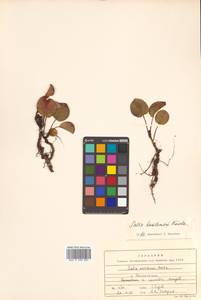 Salix nakamurana subsp. kurilensis (Koidz.) H. Ohashi, Сибирь, Дальний Восток (S6) (Россия)