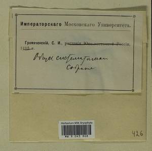 Hookeria lucens (Hedw.) Sm., Гербарий мохообразных, Мхи (без точных пунктов) (B0)