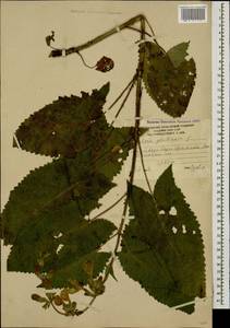 Шалфей железистый, Шалфей клейкий L., Кавказ, Южная Осетия (K4b) (Южная Осетия)