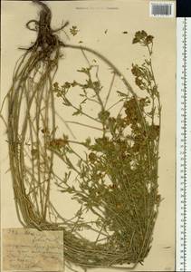 Люцерна серповидная L., Сибирь, Западный (Казахстанский) Алтай (S2a) (Казахстан)