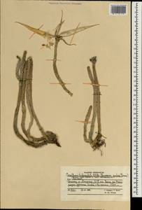 Apteranthes tuberculata (N. E.Br.) Meve & Liede, Зарубежная Азия (ASIA) (Афганистан)